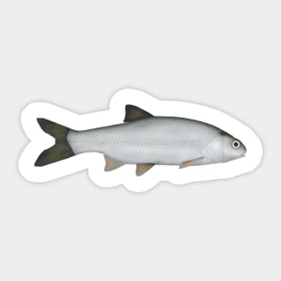 Common Dace Sticker